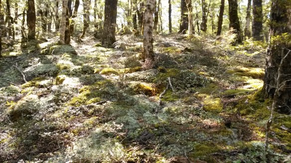 A forest carpet fit for a king....or perhaps an Ent.  Goodbye for now mountains.  The next restorative dose of wilderness is in November.  