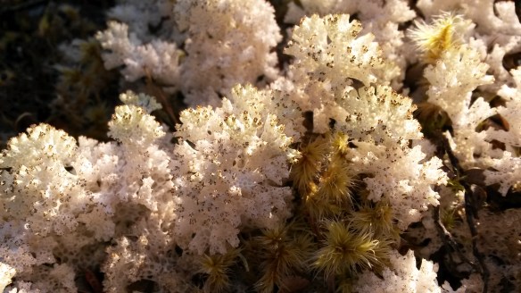 The next morning I puttered around taking pictures of mosses (?) 