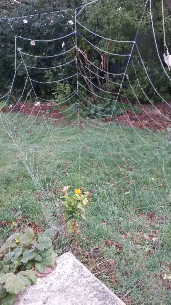 The forecast was for a "fine" day, meaning sunny and warm, but in the misty back yard that promise seemed unlikely to be fulfilled. "You wondered what it was like inside a cloud," I reminded Milo. "This is it. Cold and clammy." How do you suppose those minuscule drops line up like perfect pearls on the spider strands? Turns out spider silk is NOT perfectly smooth, but instead has little fluffy clumps spaced regularly along its length which catch and hold water better than the smooth stretches between them.