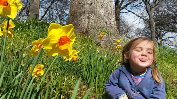 Every year the daffodils burst through the grass at Hagley Park. Whole swaths of grassy river banks under the naked oak branches turn cheerful, and with them the residents of Christchurch. Winter must be finished.
