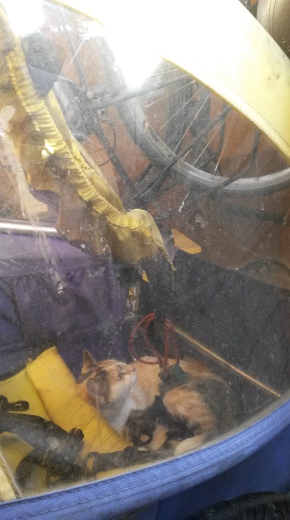 The kittens had their eyes open, so a knowledgeable cat person told me they must be a couple weeks old already. The mama cat was dutiful, turning her stomach toward her needy little babies for them to nurse. And friendly—she loved getting scratched and even tolerated me inspecting her mewing brood. 