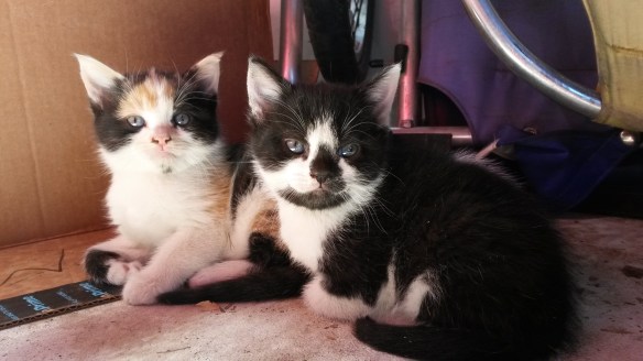 I kept them a secret from the kids for a couple weeks, checking on them sneakily..."I'll be right back, kids, I just need to...get some meat from the freezer."  I didn't trust Milo to keep his hands off of them. 