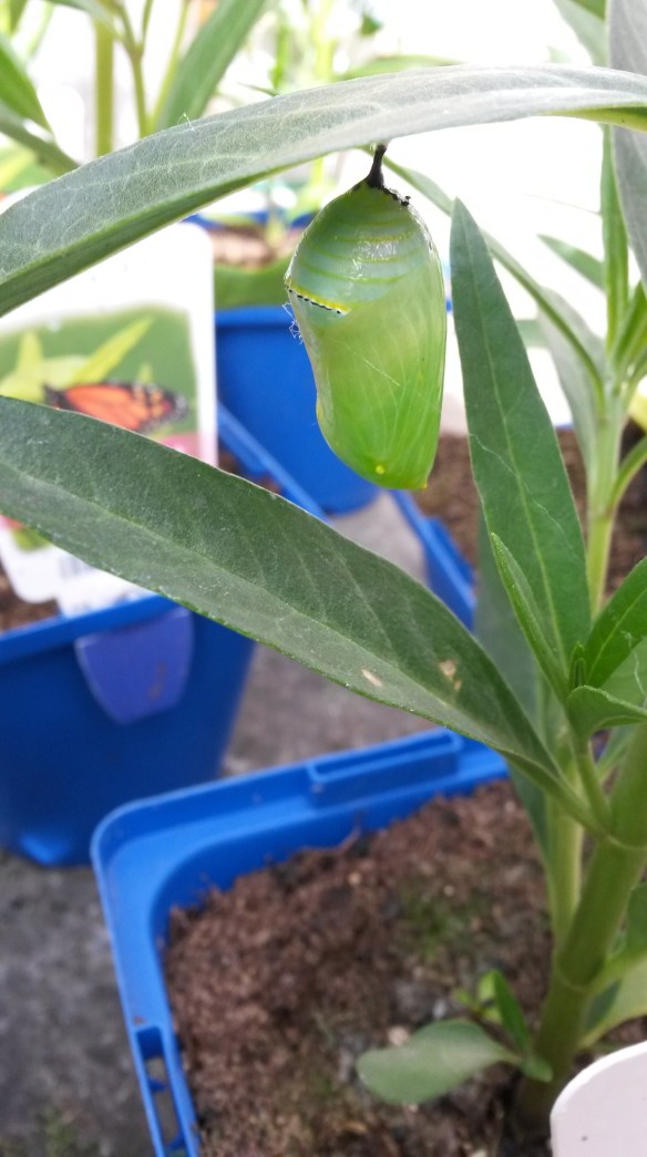 I have yet to actually see this shrugging off of the old skin in person.  You-tube is amazing.  After much twisting and turning, the pupae hardens and all motion stops.  Yet another hormone-mediated change is taking place.   We don't have any adult butterflies hatched yet, but if we catch any drying their wings, we'll have to put up a picture.