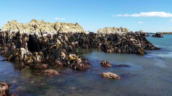 The tectonic plate on the Australian side is sliding under the plate on the east side of New Zealand, uplifting the southern alps, as well as    parts of the coastline.  Kaikoura has had big uplifts in the past, as the various "shelves" you can see on the coastal walkway attest.  This time we got another one--one report said there were areas where it popped up 6 meters!  (that's nearly 20 feet)  That will certainly be a nasty surprise for resident paua.