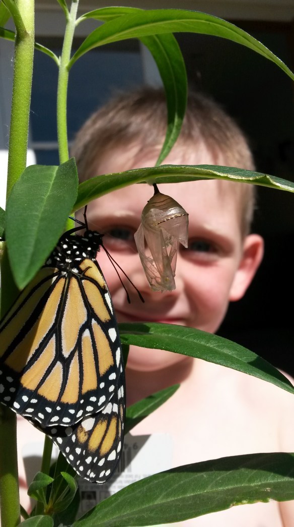 The chrysalis's sat wobbling on their stems on the dining room table for over a week before the first one turned translucent and we could see the orange and black monarch folded up inside.  It hatched while Milo was busy with Christmas parties on his last day of school.  We admired its grappling-hook feet and hairy body, then we set it free. 