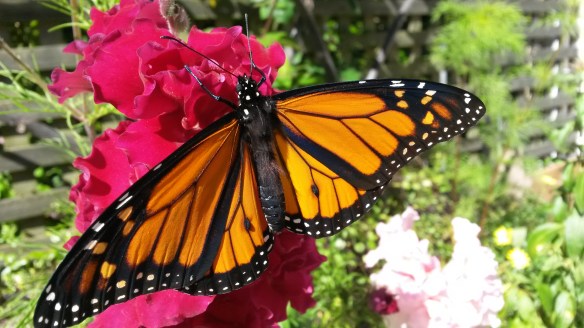 We thought our newest monarch might like a taste of a fancy snapdragon.  It's a "he," indicated by those two dark spots on the veins of his hind wings....but even "he" butterflies seem to like pink.  
