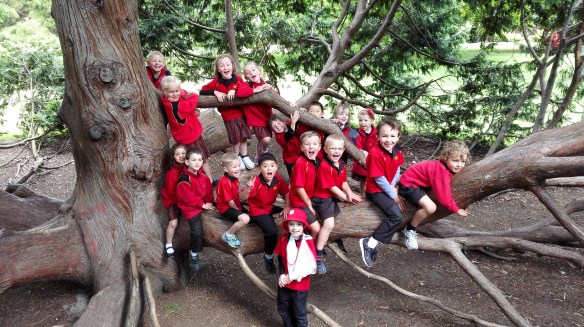 Last week was my first class trip with Milo's school. A massive herd of 5-6 year-olds piled onto several buses and rode into the city center. They inundated the "cardboard cathedral," then moved on to Hagley Park. This photo is just Milo's individual class. I imagine that tree feels like the conifers in that mountain-top grove in Mexico, smothered in overwintering monarchs. 