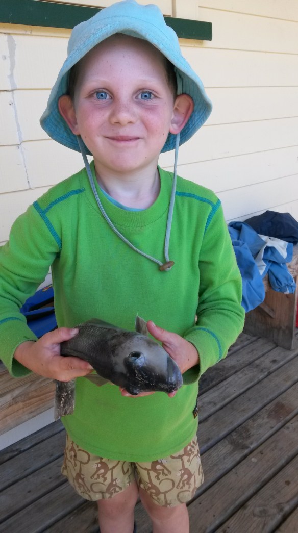 There is a proud fisherboy!  Jeremiah pulled two blue cod out of the bay whose stomachs were full of perfect miniature paua, which I gleefully kept for future adornments.  